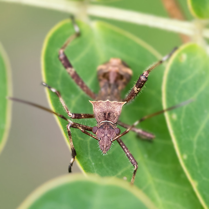 Pod-Sucking Bug (Riptortus serripes) (Riptortus serripes)